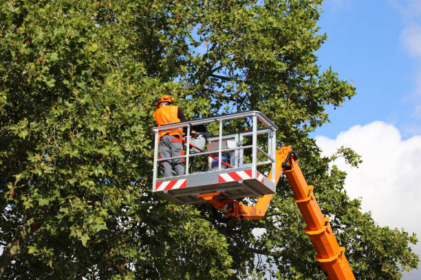 Best Arborist Consultation Services  in Big Bend, WI