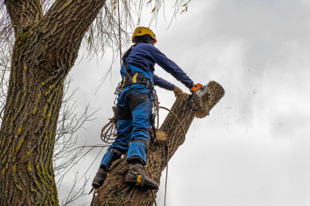 Best Stump Grinding and Removal  in Big Bend, WI