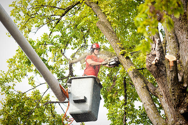 Why Choose Our Tree Removal Services in Big Bend, WI?