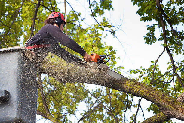 Lawn Pest Prevention in Big Bend, WI